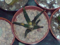 Ariocarpus agavoides from spain