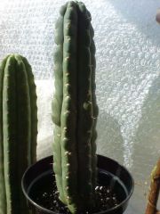 Trichocereus pachanoi monstruose