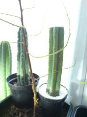 Trichocereus pachanoi monstruose