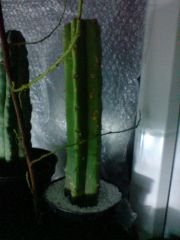 Trichocereus bridgesii