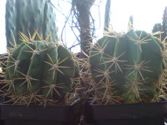 Trichocereus validusXechinopsis