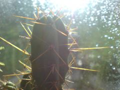 my first ever Trichocereus (bridgesii labelled as pachanoi - uk)