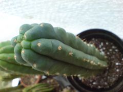 Trichocereus pachanoi monstruose