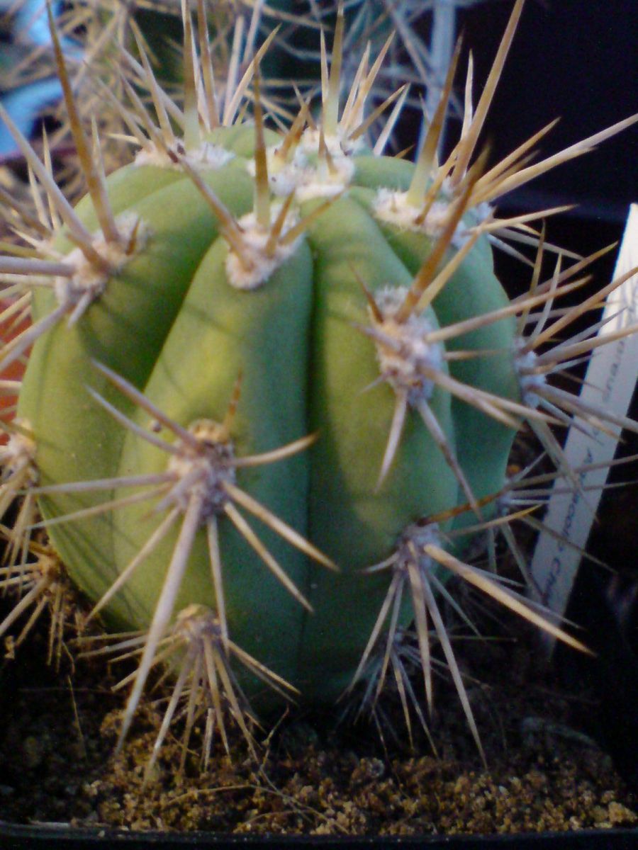 new species from first decent uk cactus nursery that i found + french pach
