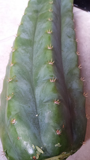 Cactus Cuttings