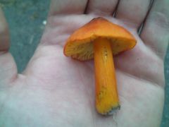 wax cap from the lawn