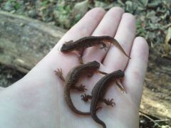 newts trying to find a home after neighbour filled in their pond
