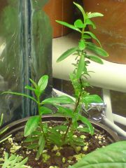 my first ever Hemia myrtifolia