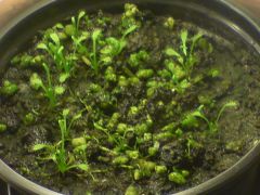 Drosera capensis root cuttings 1 month,