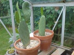 Opuntia ficus indica yellow flower