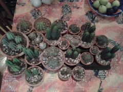 first magickal cacti collection