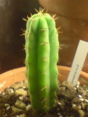 my first ever bridgesii