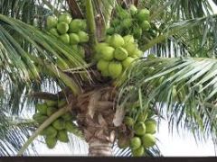 coconut tree 1