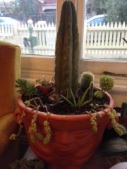 Jose my new cacti gardian pot