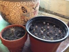 bridge seedlings with one big strong one taken out and set aside