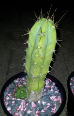 Echinopsis lageniformis ' ' x E. sp. (T. huanacoensis-nom.ill - pics 16-04-2014 #2