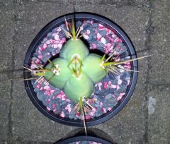 Echinopsis lageniformis ' ' x E. sp. (T. huanacoensis-nom.ill - pics 16-04-2014 #4