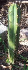 Echinopsis lageniformis ' ' x E. sp. (T. huanacoensis-nom.ill) - in ground #1 17-04-2014