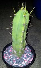 Echinopsis lageniformis ' ' x E. sp. (T. huanacoensis-nom.ill - pics 16-04-2014 #3