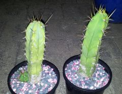 Echinopsis lageniformis ' ' x E. sp. (T. huanacoensis-nom.ill - pics 16-04-2014 #1