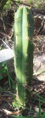 Echinopsis lageniformis ' ' x E. sp. (T. huanacoensis-nom.ill) - in ground #2 17-04-2014