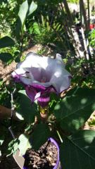 datura metel double bloom