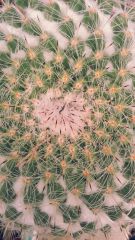 mammillaria