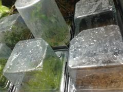 2016 03 23 00.10.41 Six virola surinamensis sowed In Yukutlan pots