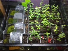 2016 03 23 00.09.00 Ten virola surinamensis sowed In caapitaria pots