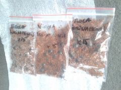 22 march 2016 Hopefully real live fresh virola surinamensis seeds but with a french postmark which is partly worrying because of those cunts who sell old dead dry unviable V' sebifera seeds over there (ethnoplantes)