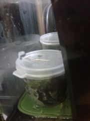 2016 03 23 00.25.58 Two virola surinamensis sowed In baby tubs In Caapitaria
