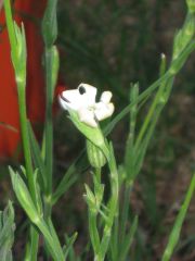 Silene Undulata? (Capensis)