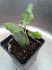 Psychotria viridis leaf cutting number three  - 1 year and 1 week to sprout