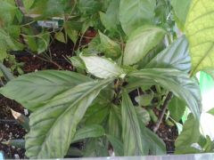 Psychotria viridis 2015 04 23