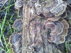 turkey tail