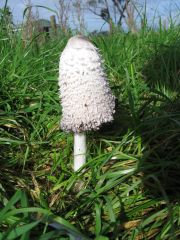 Coprinus camatus