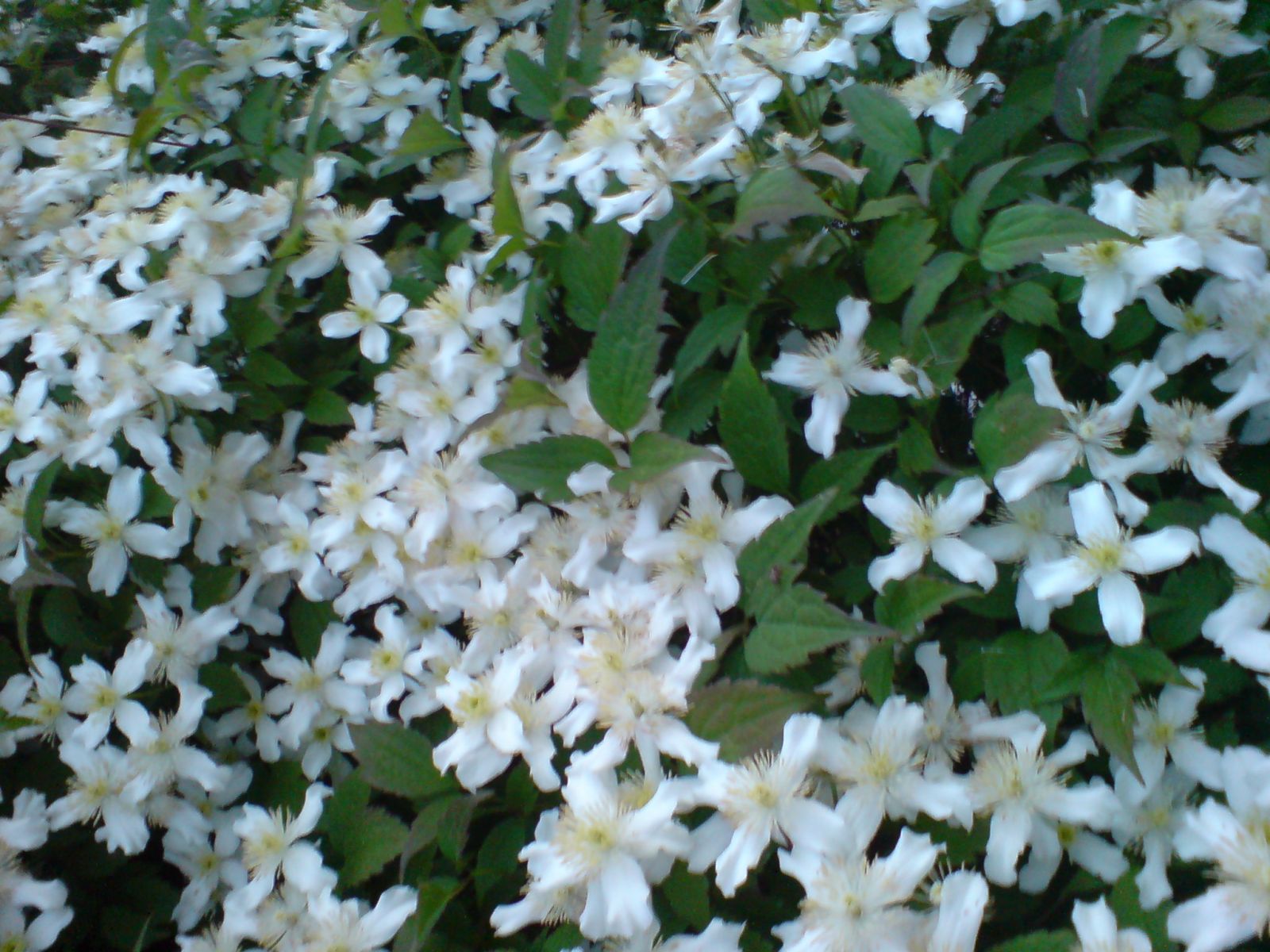 The Temperate of Horsia