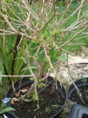 Solanum crispum