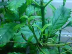 Dendrobium loddigesii on Psychotria carthagenensis