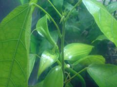 Vanilla planifolia -varigated on Theobroma cacao