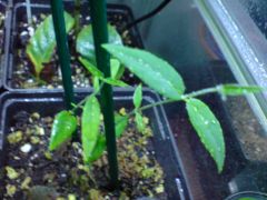 Banisteriopsis muricata