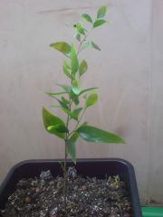 Acacia simplicifolia