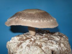 155gm shiitake