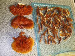 reishi ready to dry