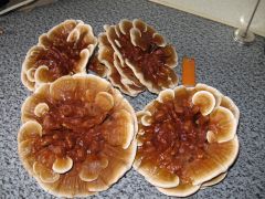 reishi grown on straw