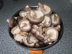 shiitake 75 first pick