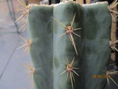 Trichocereus gang