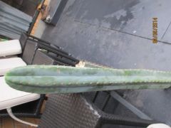 Trichocereus