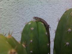 Lizard On San Pedro