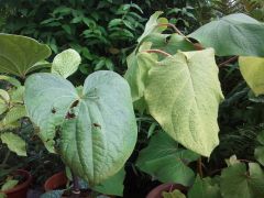 Kava (Piper methysticum) left , Piper auritum right